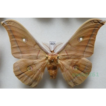 Antheraea pernyi (Guérin-Méneville, 1855) male ex. ovo China 107mm46b